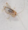 White Sand-treader Cricket - photo 4