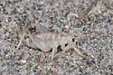 Nevada Sand-treader Cricket