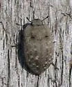 Ammodonus fossor