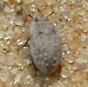 Ammodonus fossor - photo 2