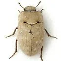 Ammodonus fossor - photo 4
