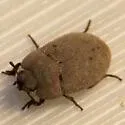 Ammodonus fossor - photo 5