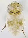 Ammodonus granosus