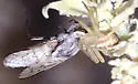 Ammonaios confusus
