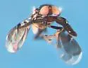 Ammonoencyrtus californicum - photo 3
