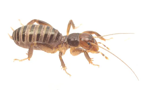 Dark Ballona Dunes Jerusalem Cricket