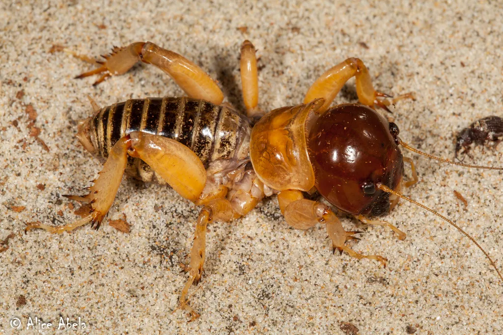 Vandenberg Air Force Base Brown-headed Jerusalem Cricket - photo 2