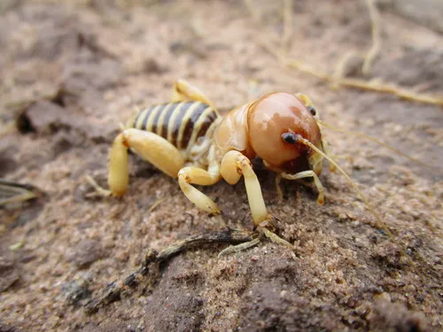 Dark Jerusalem Cricket