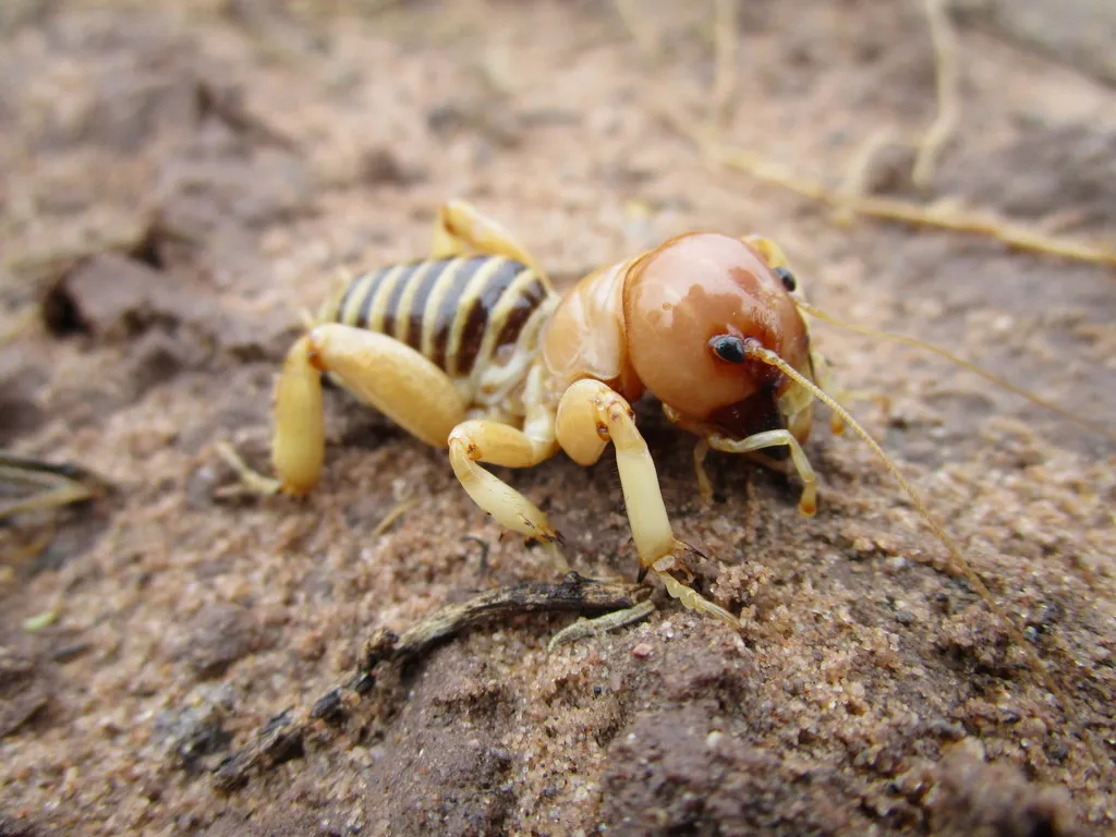Dark Jerusalem Cricket - photo 2