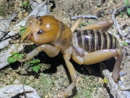 Winchester Jerusalem Cricket