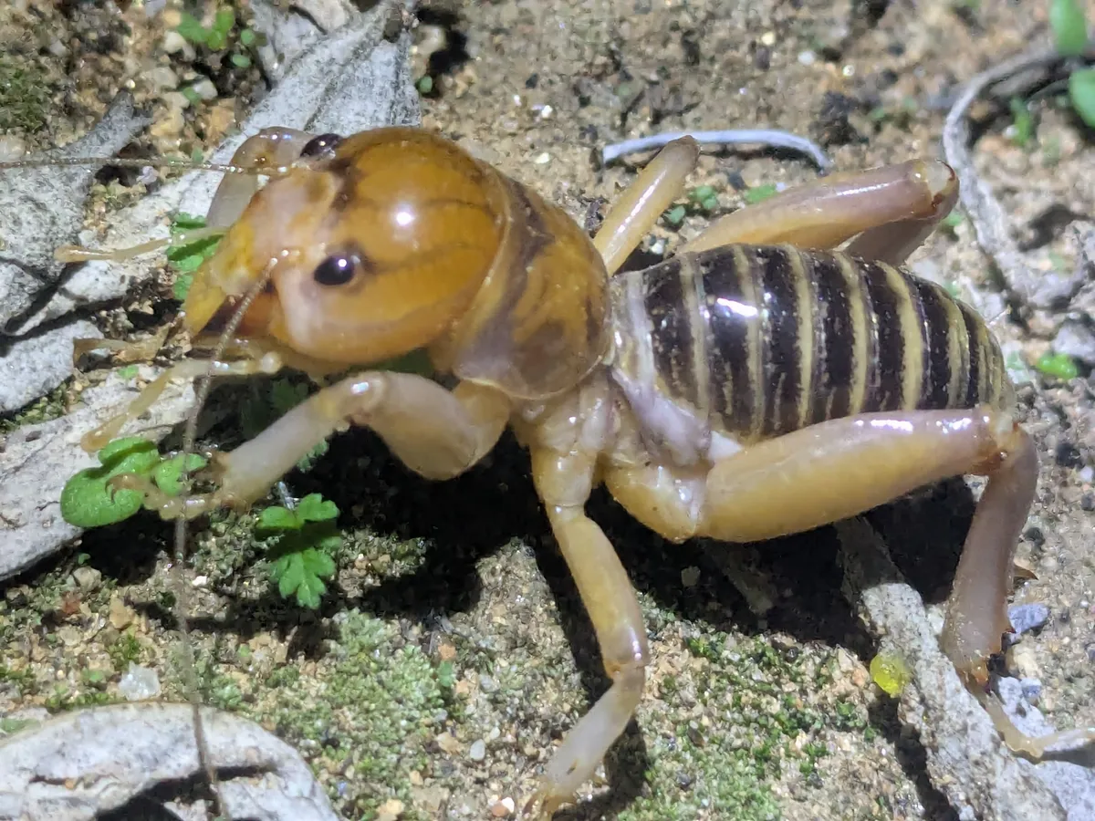 Winchester Jerusalem Cricket - photo 3