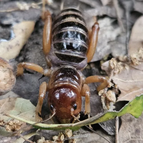 Channel Island Jerusalem Cricket