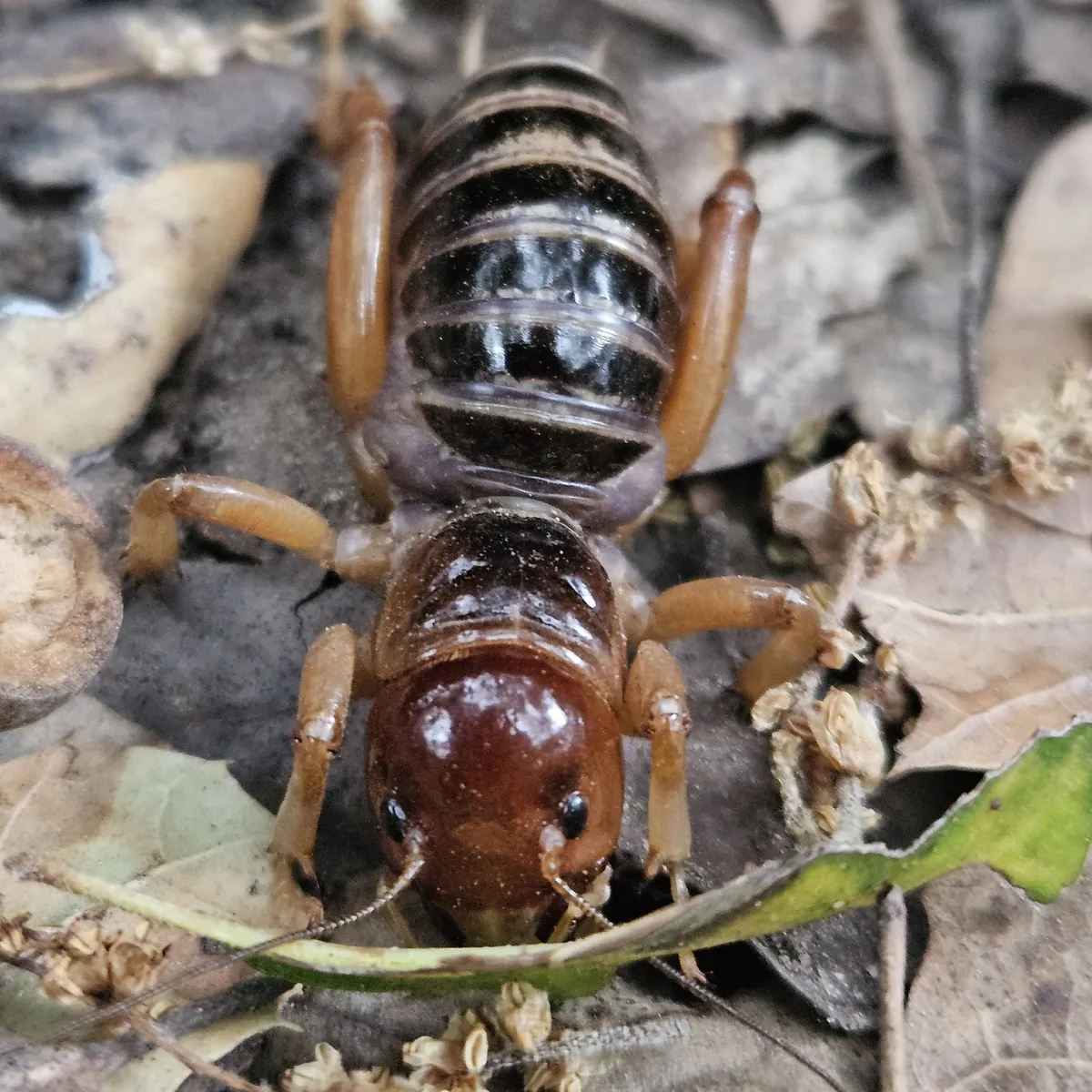 Channel Island Jerusalem Cricket - photo 3