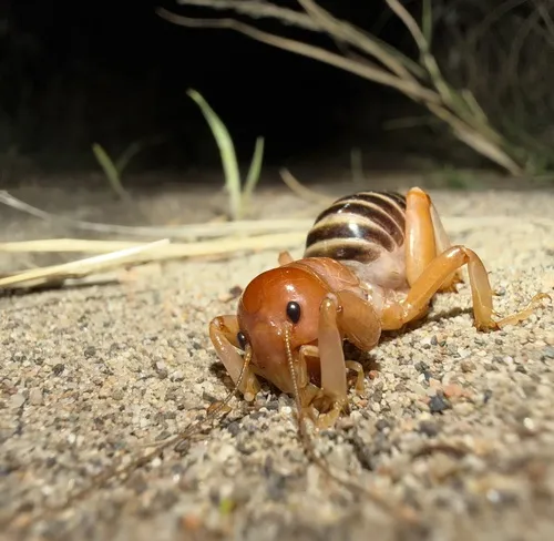 Juniper Dunes Jerusalem Cricket