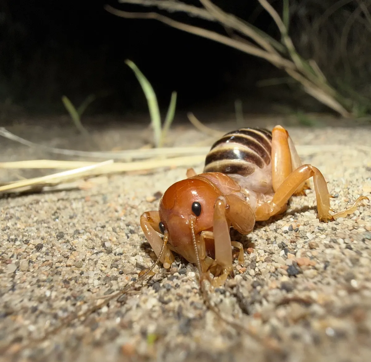 Juniper Dunes Jerusalem Cricket - photo 3