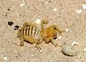 Kelso Dunes Jerusalem Cricket