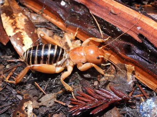 Southern Long-spined Jerusalem Cricket