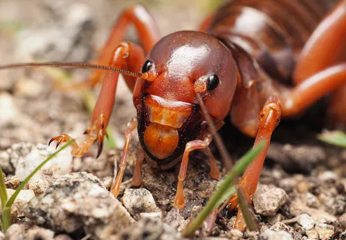 Mahogany Jerusalem Cricket