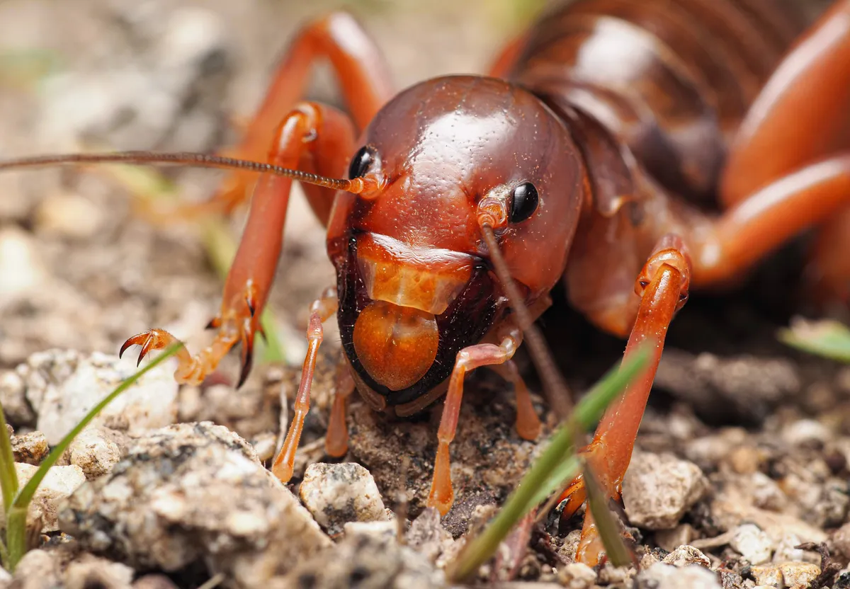 Mahogany Jerusalem Cricket - photo 3