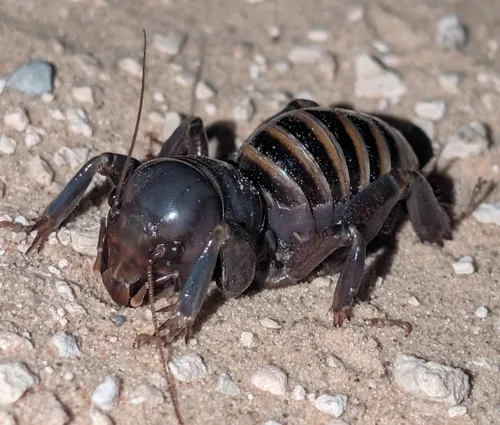 Mescalero Jerusalem Cricket
