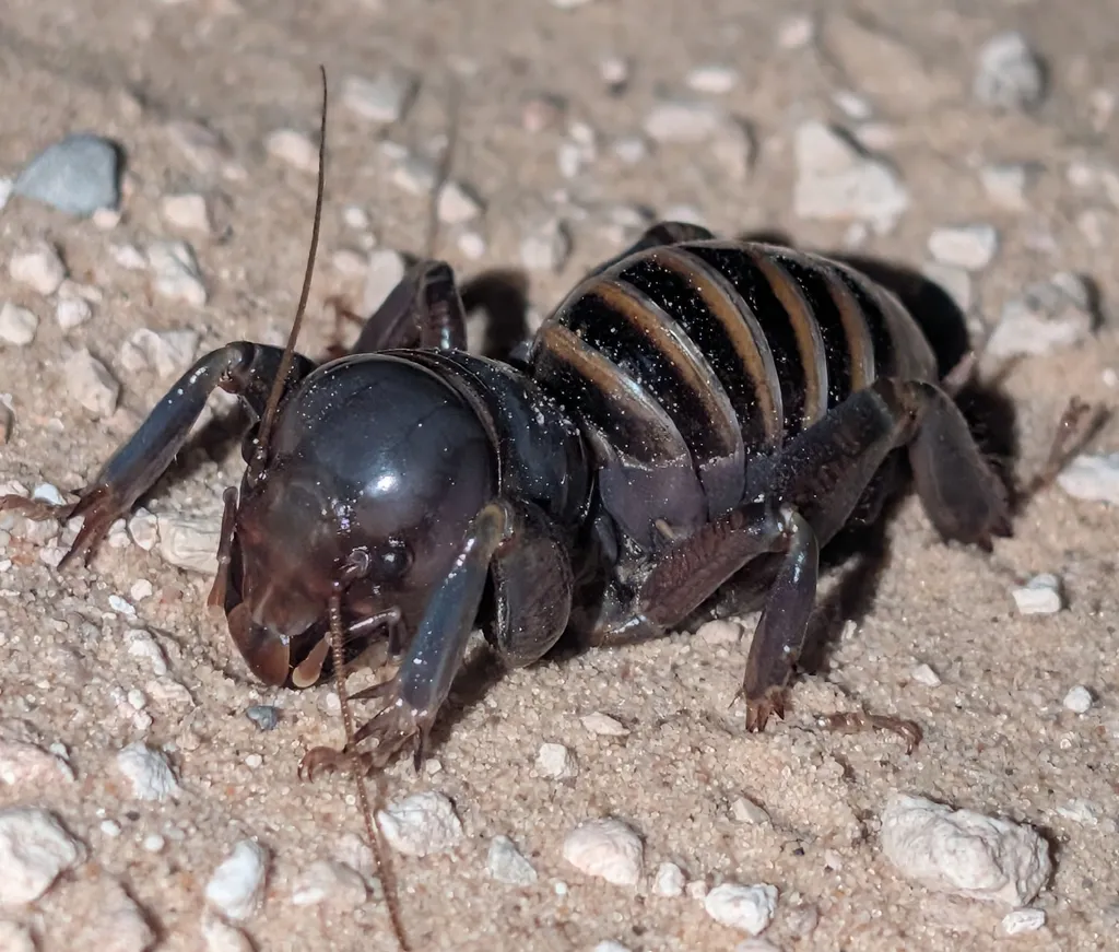 Mescalero Jerusalem Cricket - photo 2