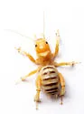 Monahans Jerusalem Cricket