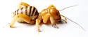 Monahans Jerusalem Cricket - photo 2