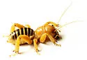 Monahans Jerusalem Cricket - photo 3