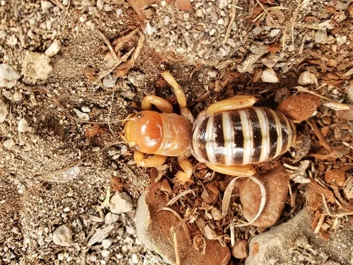 Mono Lake Jerusalem Cricket