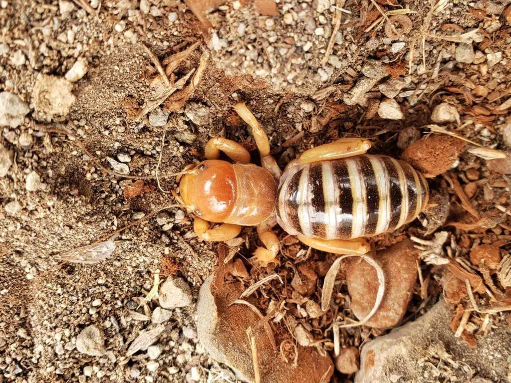 Mono Lake Jerusalem Cricket - photo 2