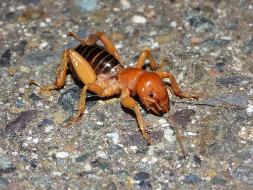 Mt. Shasta Jerusalem Cricket