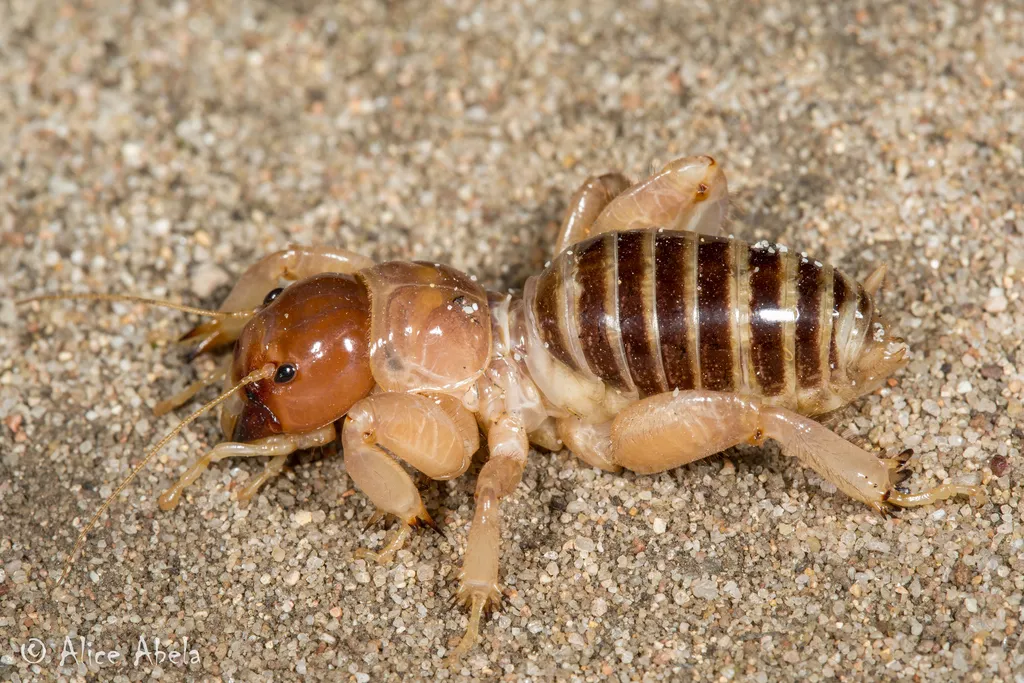 Point Conception Jerusalem Cricket