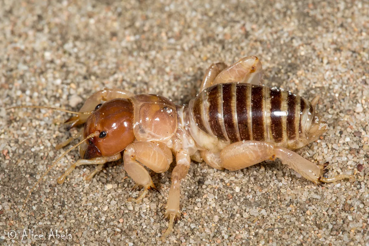 Point Conception Jerusalem Cricket - photo 2
