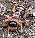 Black-headed Jerusalem Cricket