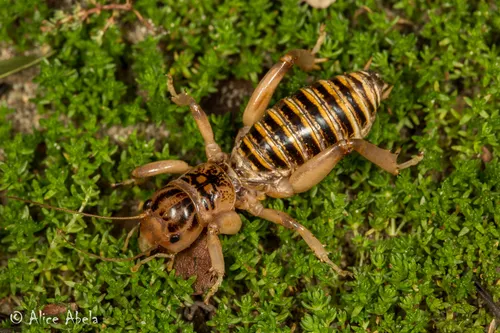 Ammopelmatus pictus - photo 2