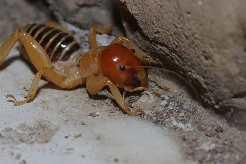 Yuba Lake Jerusalem Cricket