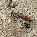 Ammophila aphrodite