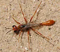Ammophila aphrodite - photo 2