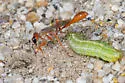 Ammophila aphrodite - photo 4