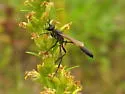 Ammophila azteca
