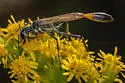 Ammophila cleopatra