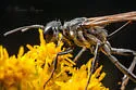 Ammophila cleopatra - photo 2
