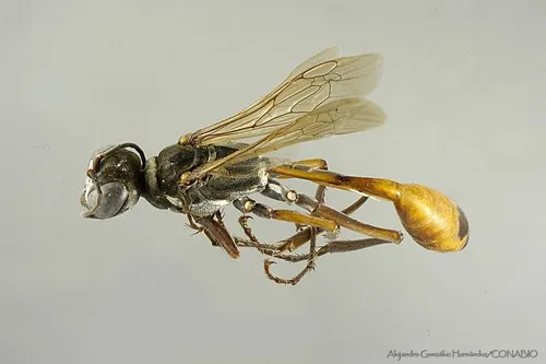 Ammophila femurrubra