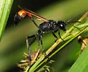 Ammophila fernaldi