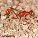 Ammophila formicoides