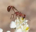 Ammophila formicoides - photo 2