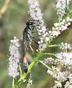 Ammophila juncea
