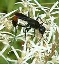 Ammophila nigricans