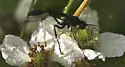 Ammophila nigricans - photo 2
