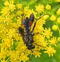 Ammophila nigricans - photo 4